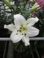 [1759 Cyclone Mak No01.JPG]